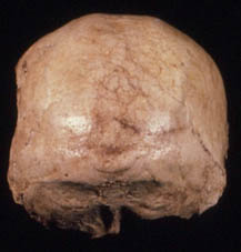 mungo 3 posterior